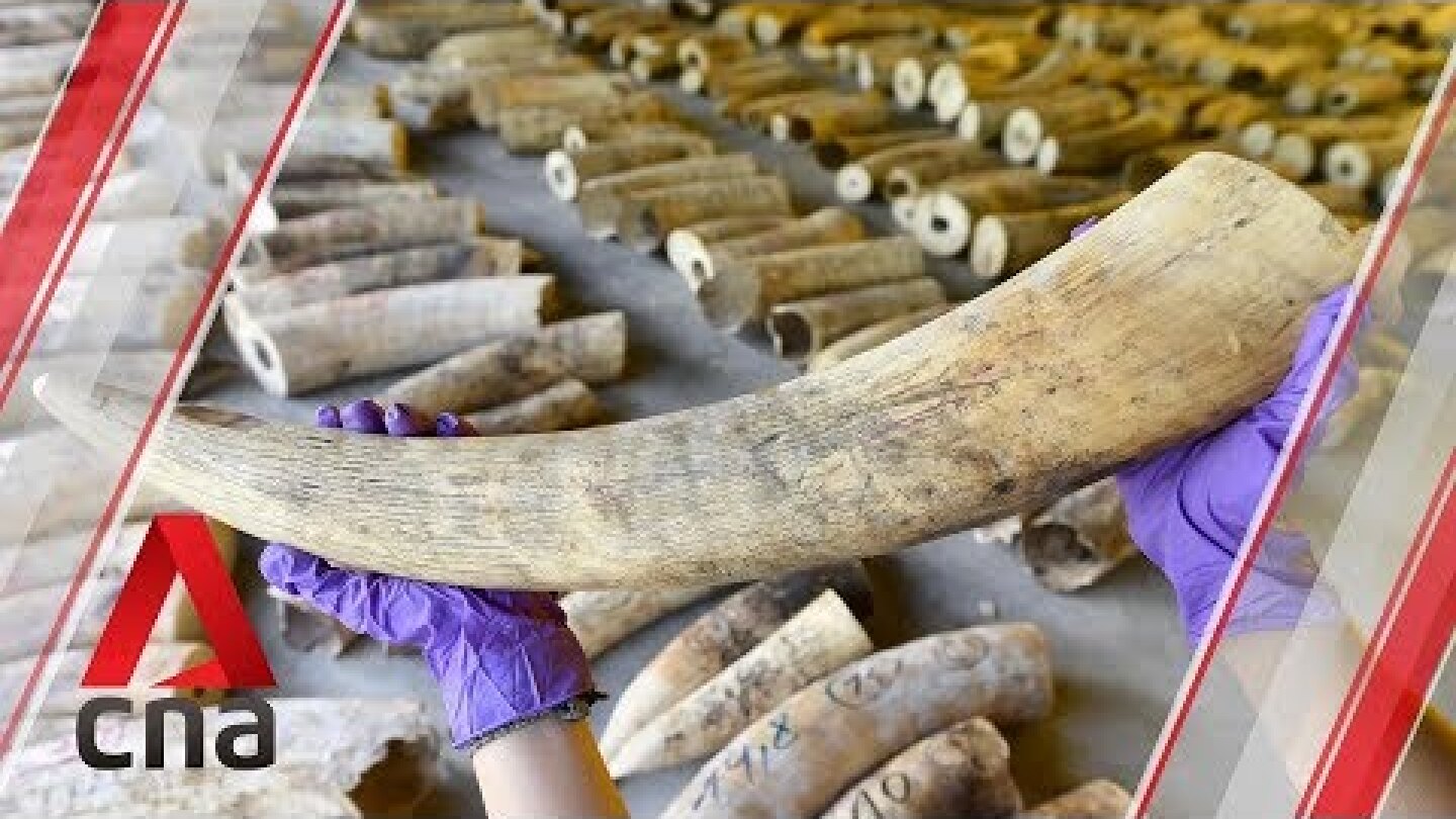 Record haul of ivory seized in Singapore