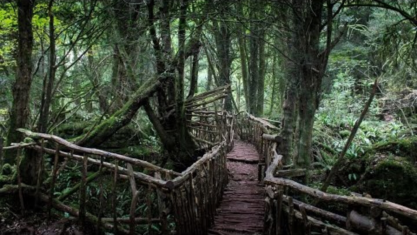 Puzzlewood - Enchanting Ancient Woodland in the Forest of Dean