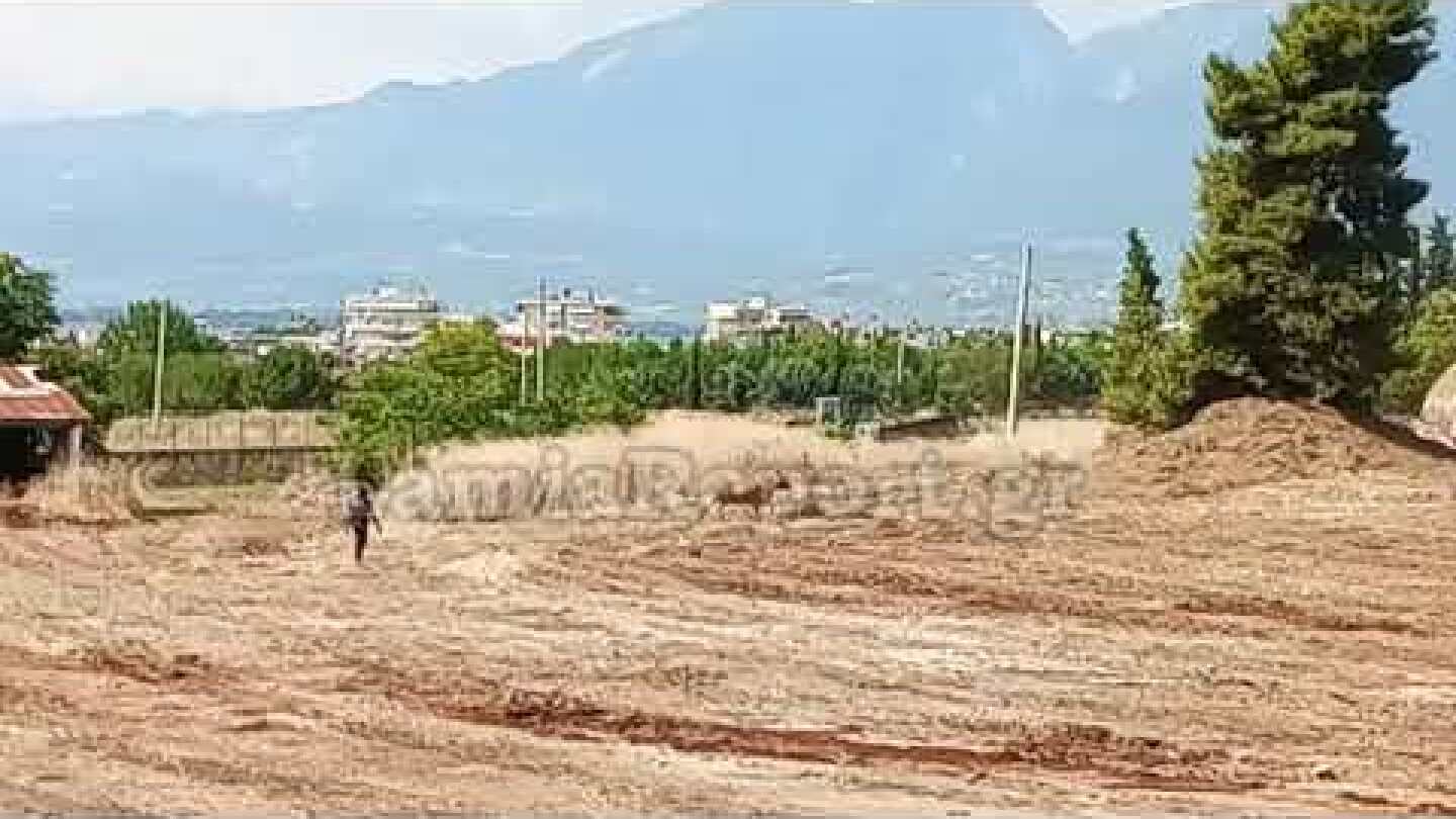 LamiaReport.gr: Ταύρος αναστάτωσε την Λαμία