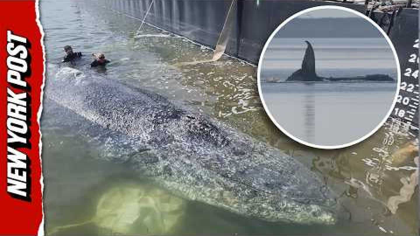 Timmy the Humpback Whale Begins Barge Journey to the North Sea