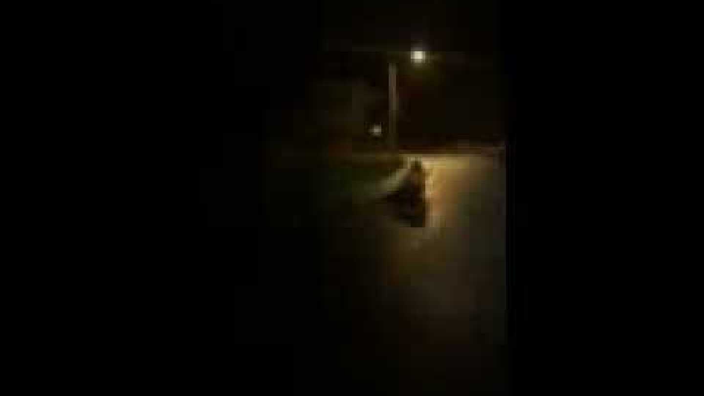 Sea Lion roams Tongass Drive