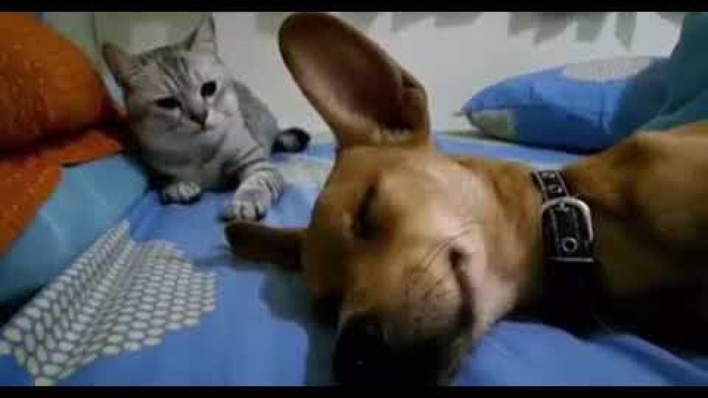 Dog Sleep Farting Makes Cat Angry