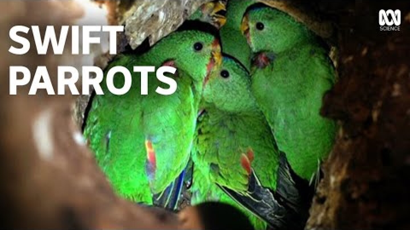 Swift Parrots | An Endangered Species' Remarkable Recovery