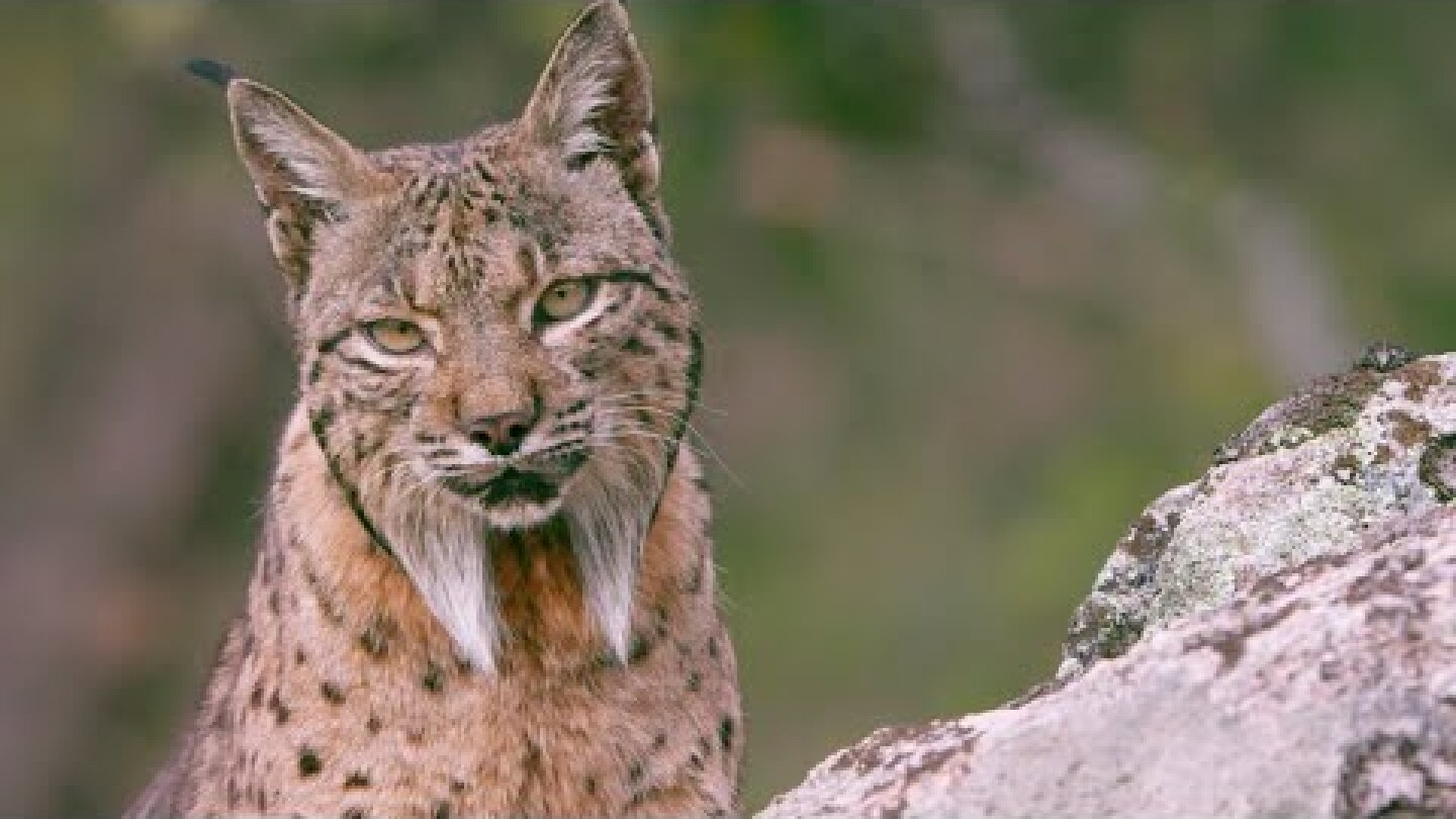 The Elusive Iberian Lynx | Wild Stories | BBC Earth