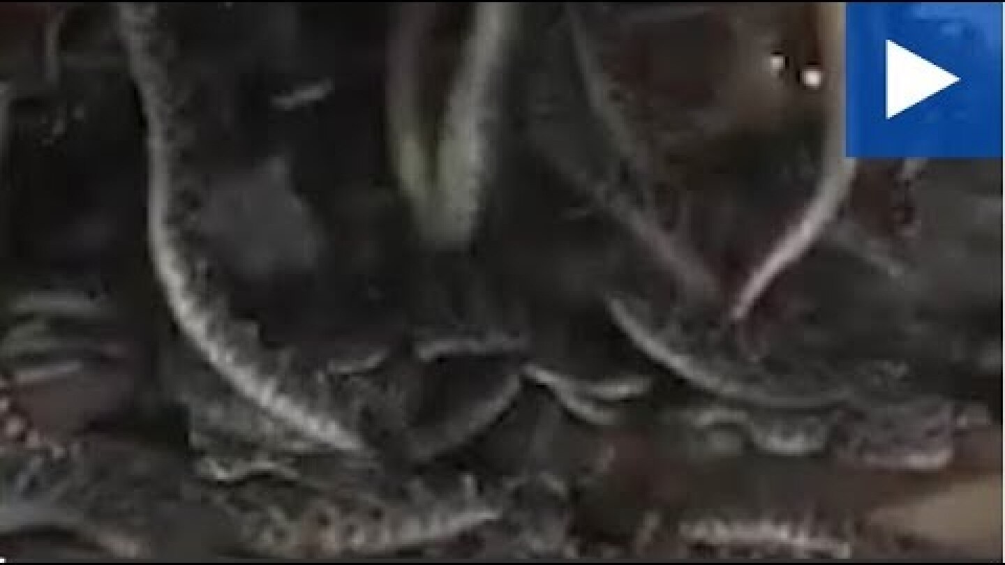 Texas Man Discovers Dozens Of Rattlesnakes Living Under His Shed