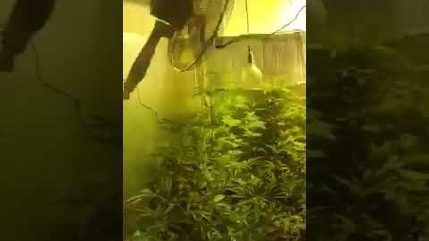 Εντοπισμός εργαστηρίου υδροπονικής καλλιέργειας δενδρυλλίων κάνναβης στην Αρτέμιδα