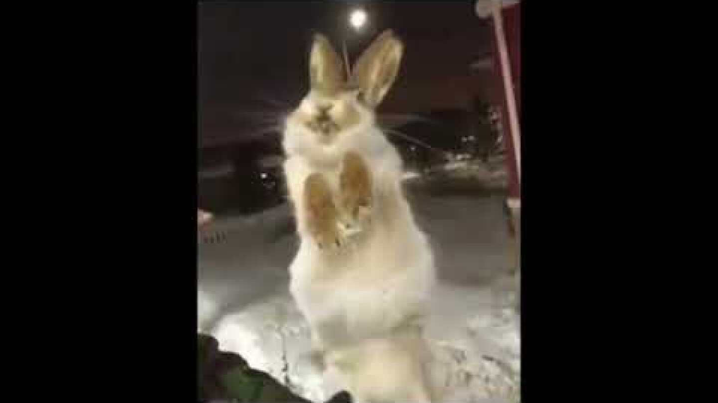 IN ASTANE ANIMALS ARE FREE OF CHOICE