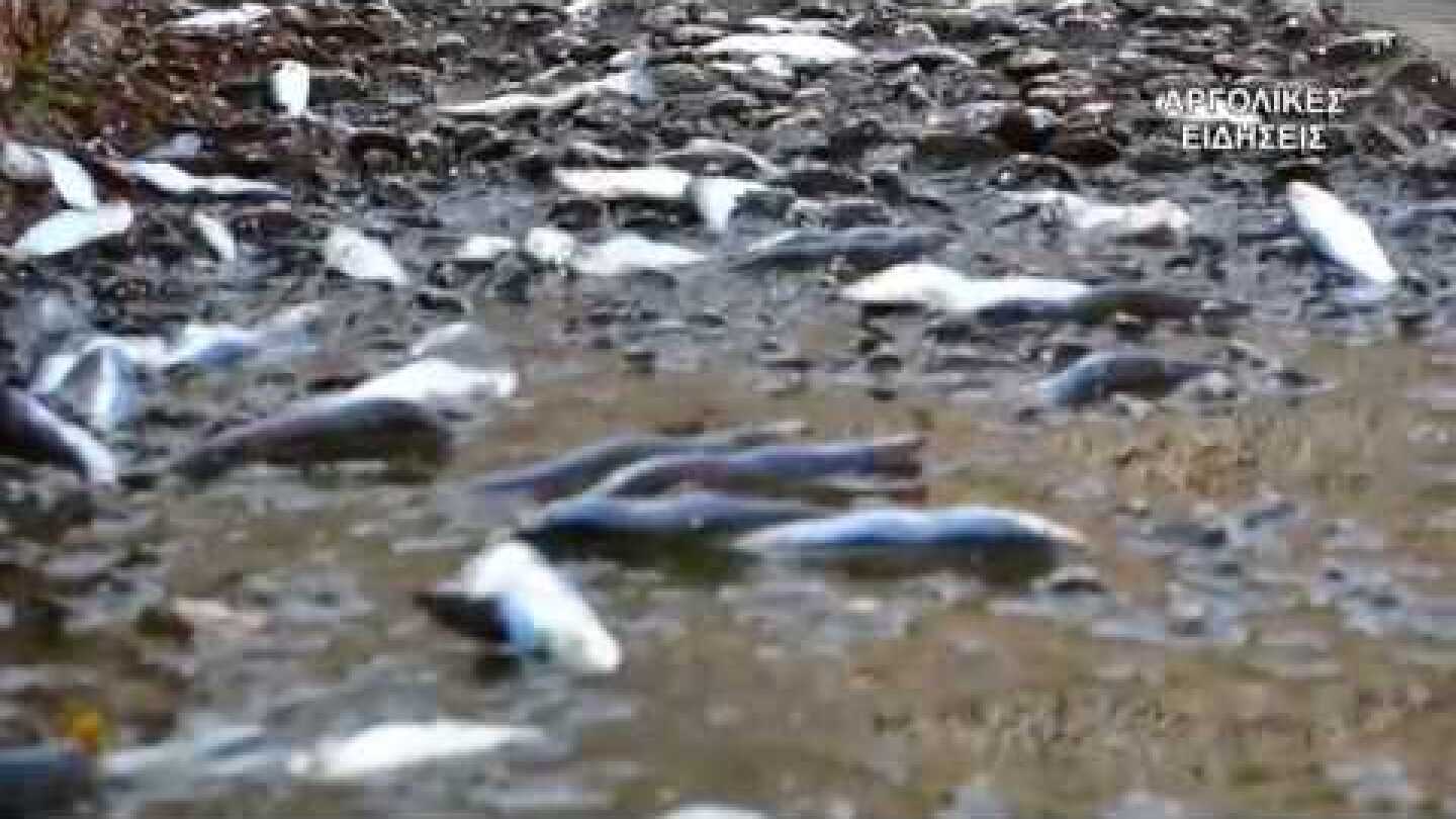 ΕΚΑΤΟΝΤΑΔΕΣ ΨΑΡΙΑ ΒΓΗΚΑΝ ΣΤΗΝ ΣΤΕΡΙΑ ΣΤΟ ΝΑΥΠΛΙΟ 25/8/2018