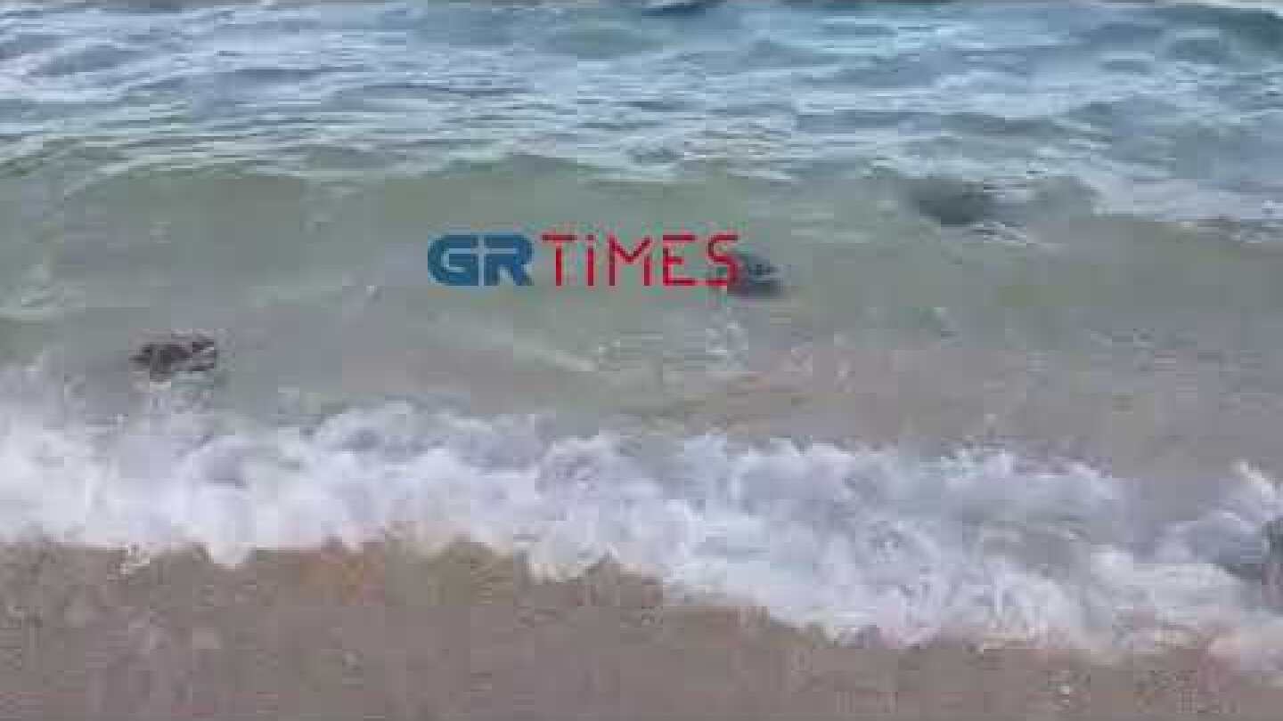 Κοπάδι μέδουσες σε παραλία της Ολυμπιάδας - GrTimes