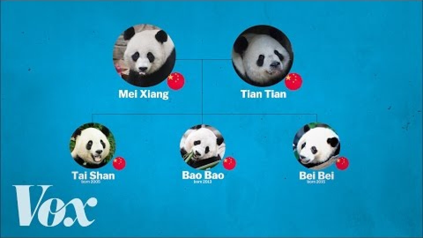 China's panda diplomacy, explained
