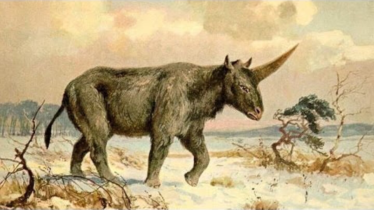 When did 'Siberian unicorns' roam the Earth?