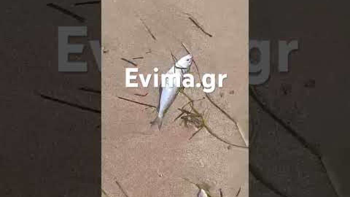 Παραλία της Εύβοιας γέμισε με νεκρά ψάρια