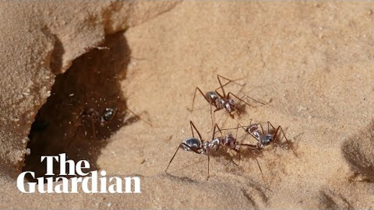 Lightning bugs: the world's fastest ants