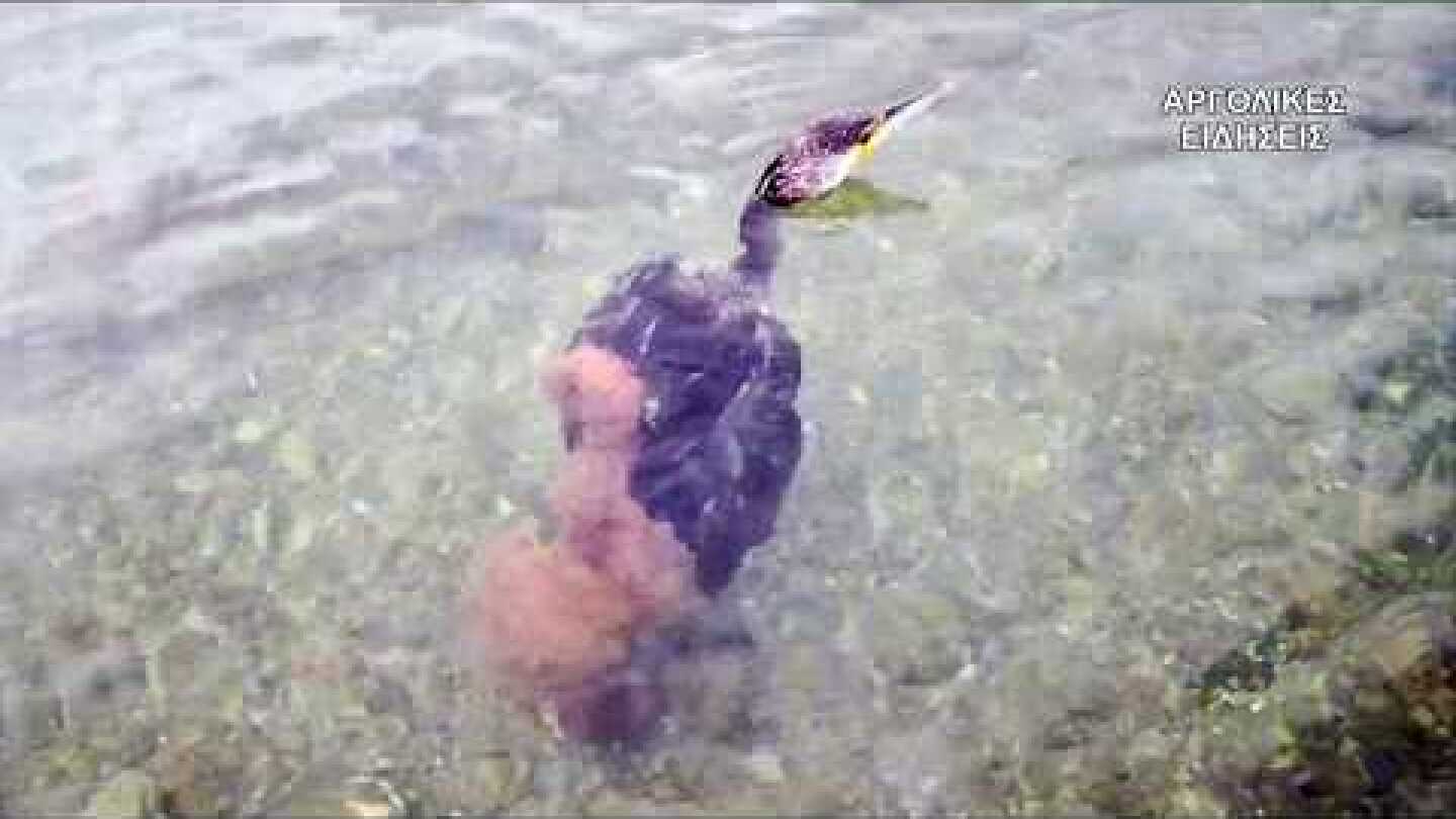 ΧΤΑΠΟΔΙ - ΚΟΡΜΟΡΑΝΟΣ ΚΑΡΑΘΩΝΑ ΝΑΥΠΛΙΟ - Octopus grabbed a Cormorant 9/2/2019