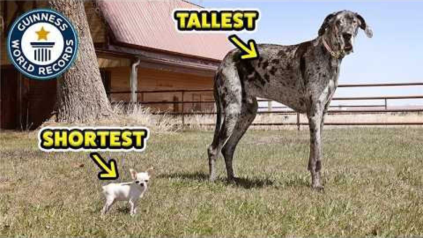 Tallest Dog Meets Smallest Dog - Guinness World Records