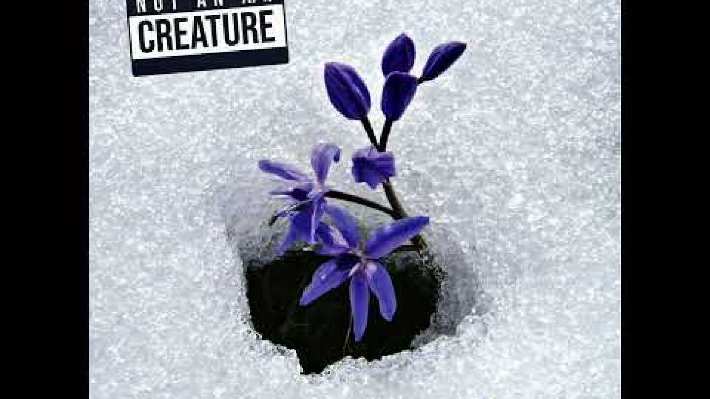 SEAHORSE-HOW MANY NIGHTS