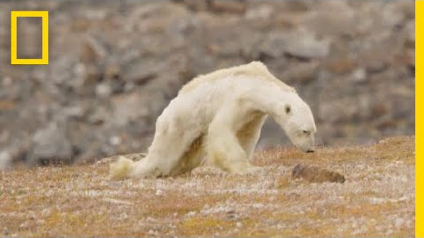 Heart-Wrenching Video: Starving Polar Bear on Iceless Land | National Geographic