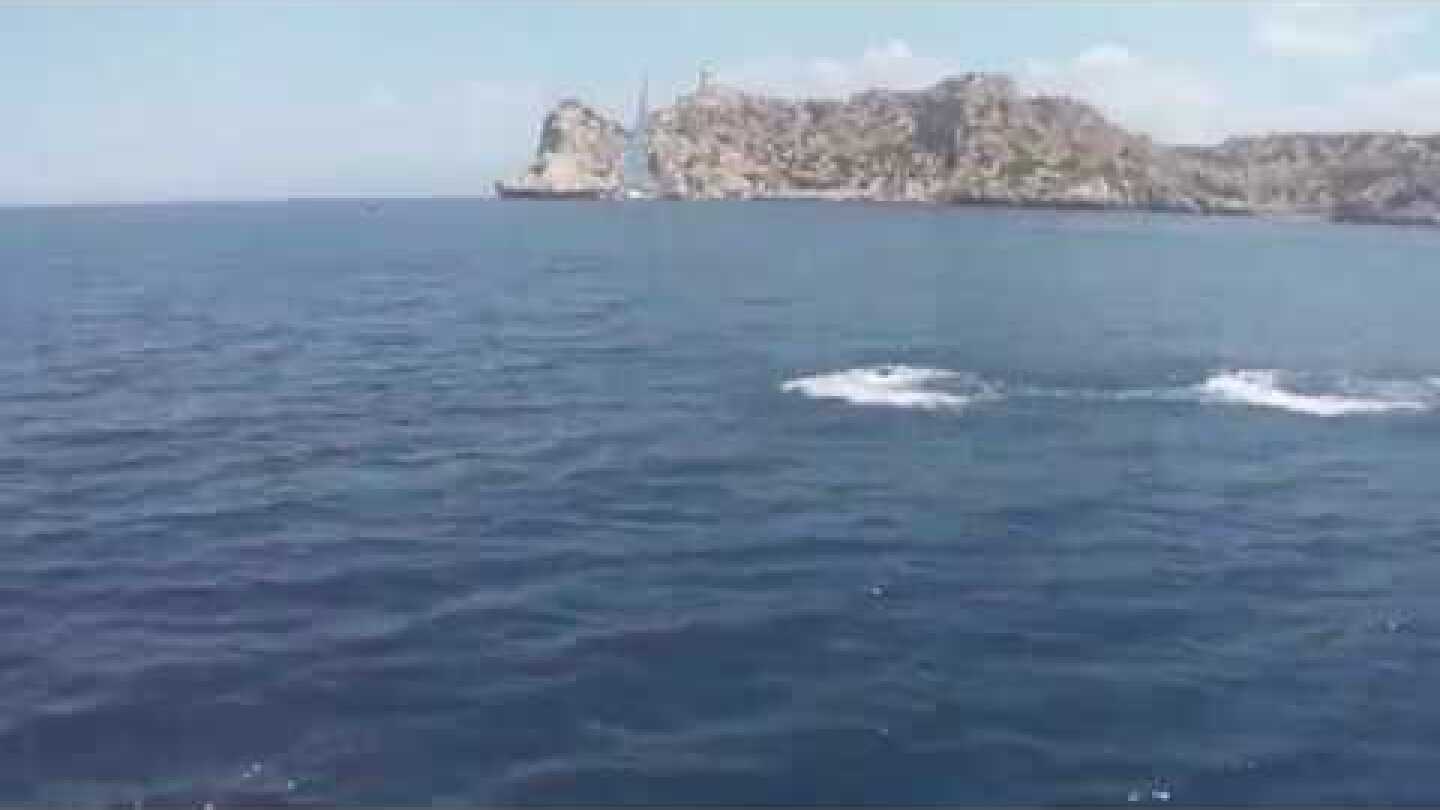 Δελφίνια Κορινθιακός Κόλπος - Οι Άγγελοι των Θαλασσών στο Σχίνο