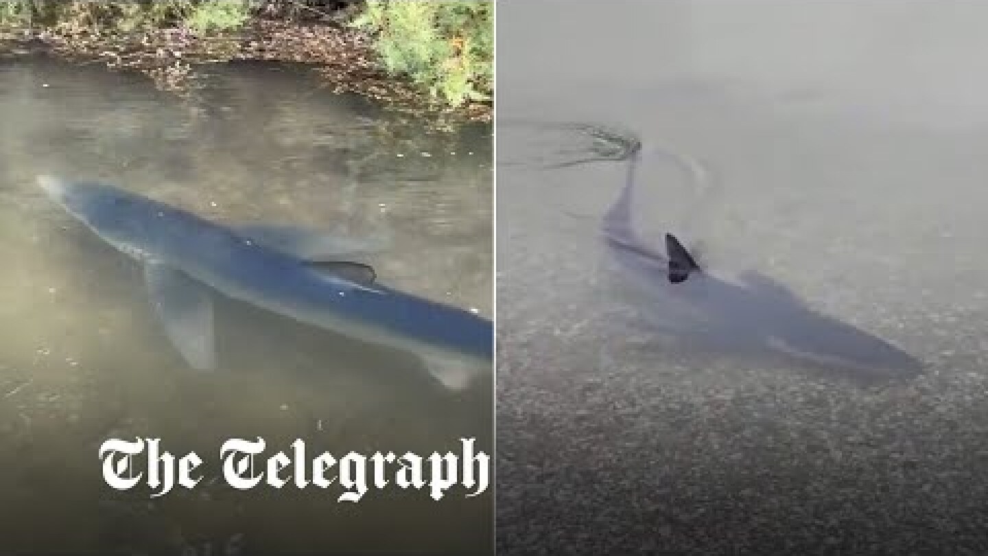 Six-foot blue shark spotted swimming unusually close to Cornwall beach
