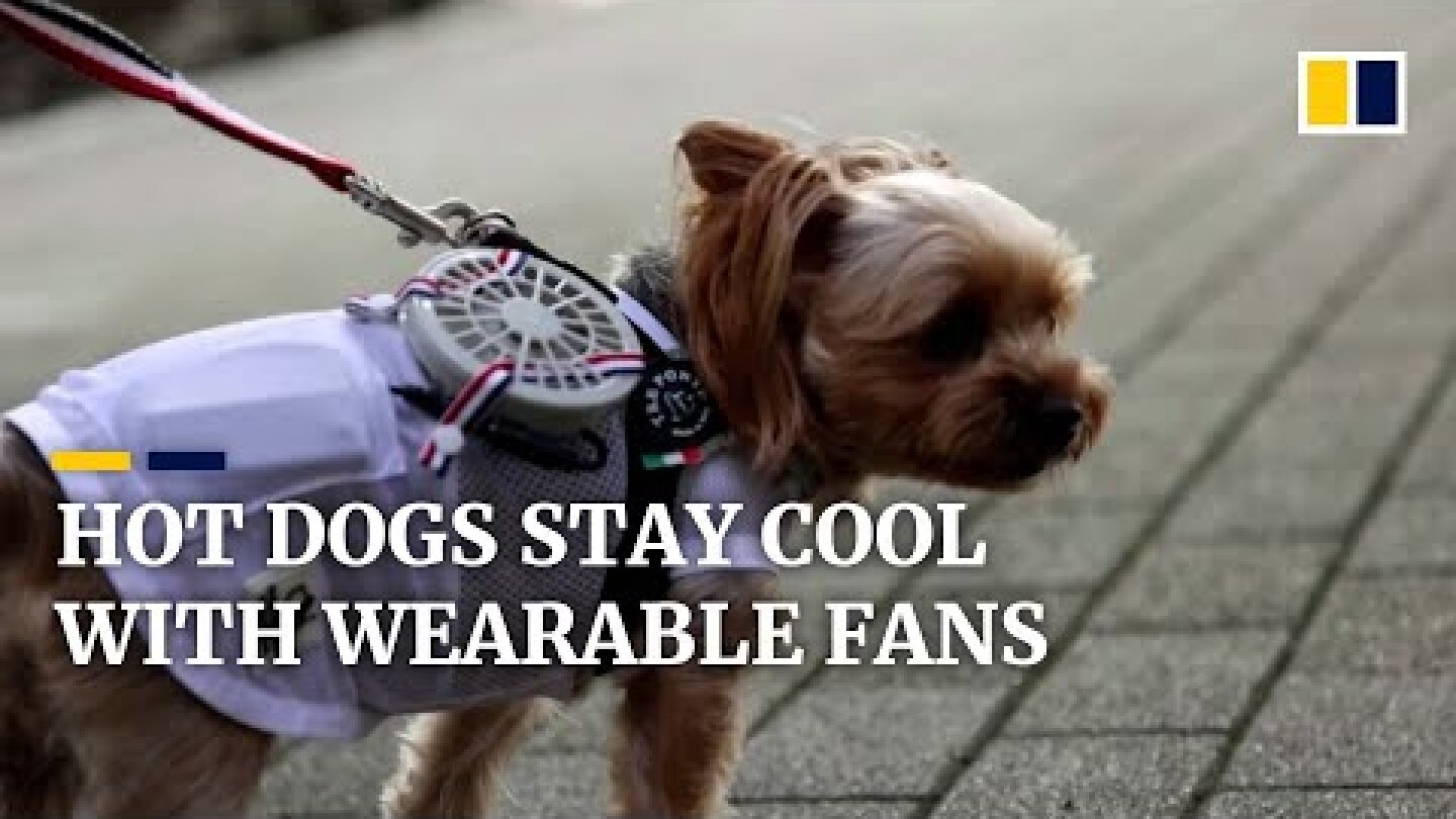 Japanese company creates wearable fan for pets to keep cool during those dog days of summer