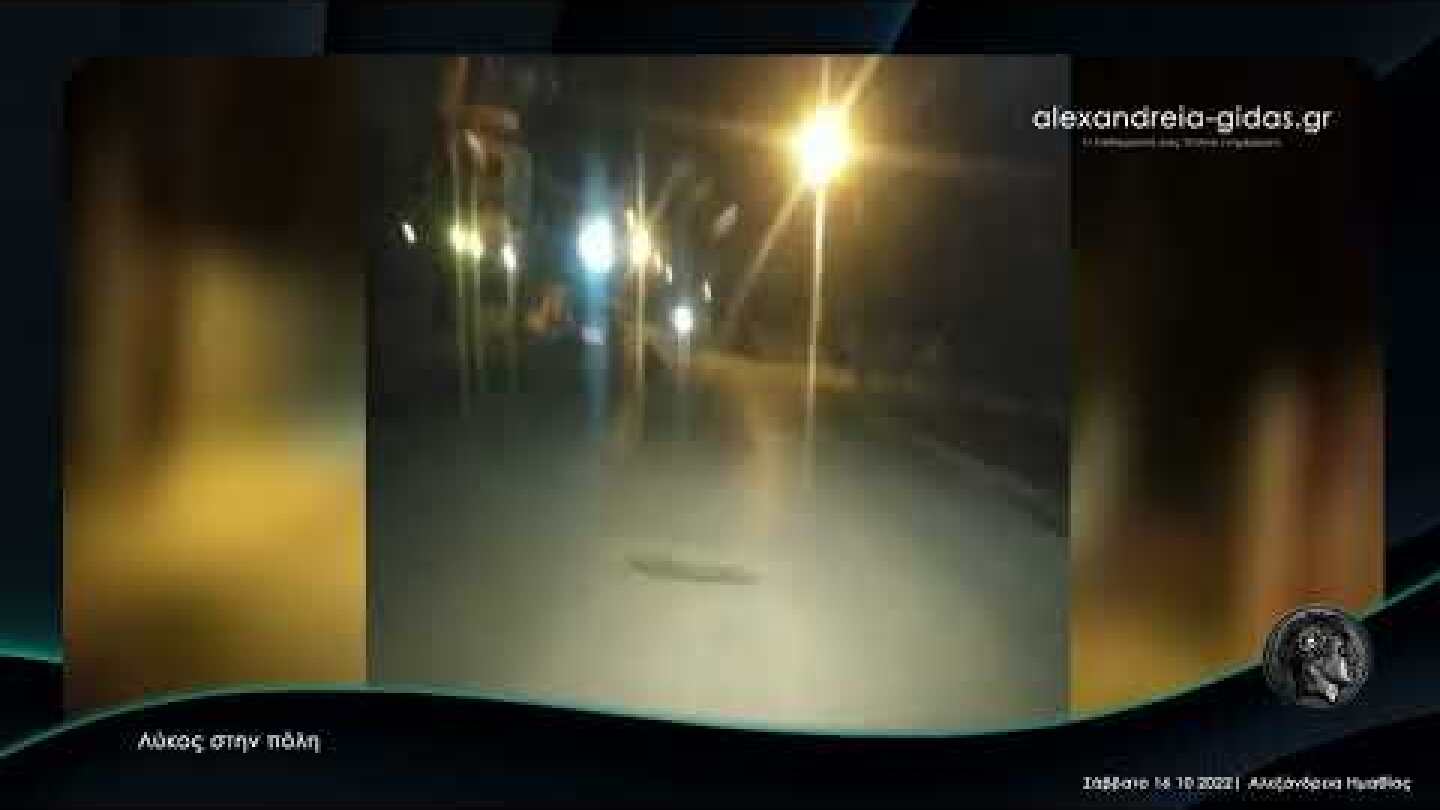 Λύκος στην Αλεξάνδρεια ● 15 10 2022