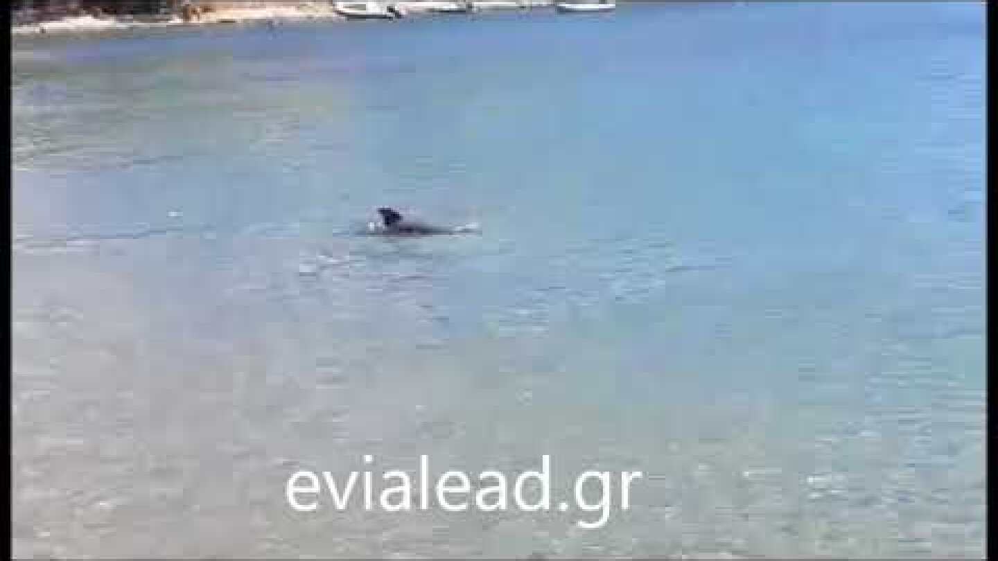 evialead.gr