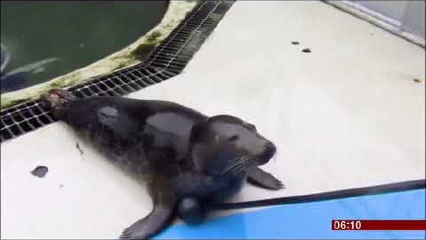 Singing seals (fun story) (Scotland) - BBC News - 21st June 2019