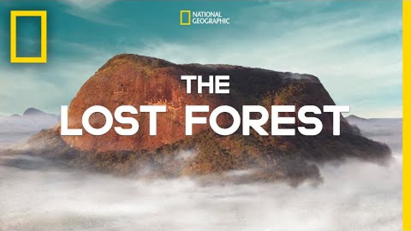 The Lost Forest | Nobel Peace Prize Shorts