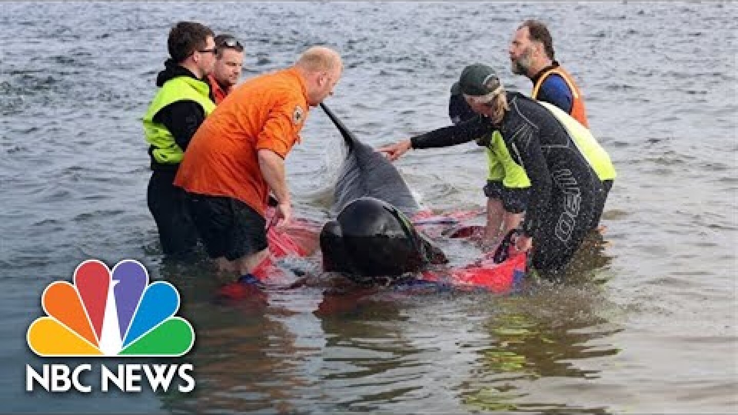 Rescuers In Race Against Time To Save Stranded Pilot Whales In Tasmania