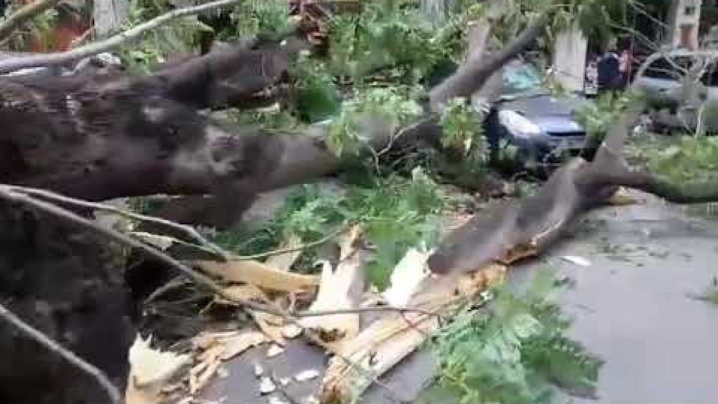 ThessNews.gr- Πτώση δέντρου Θεσσαλονίκη