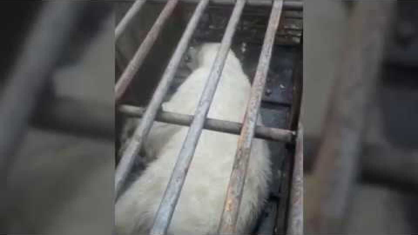 Trapped polar bear