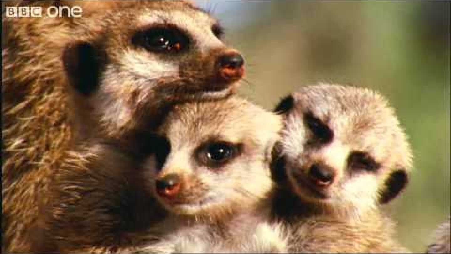 What A Wonderful World With David Attenborough -- BBC One [FULL HD]