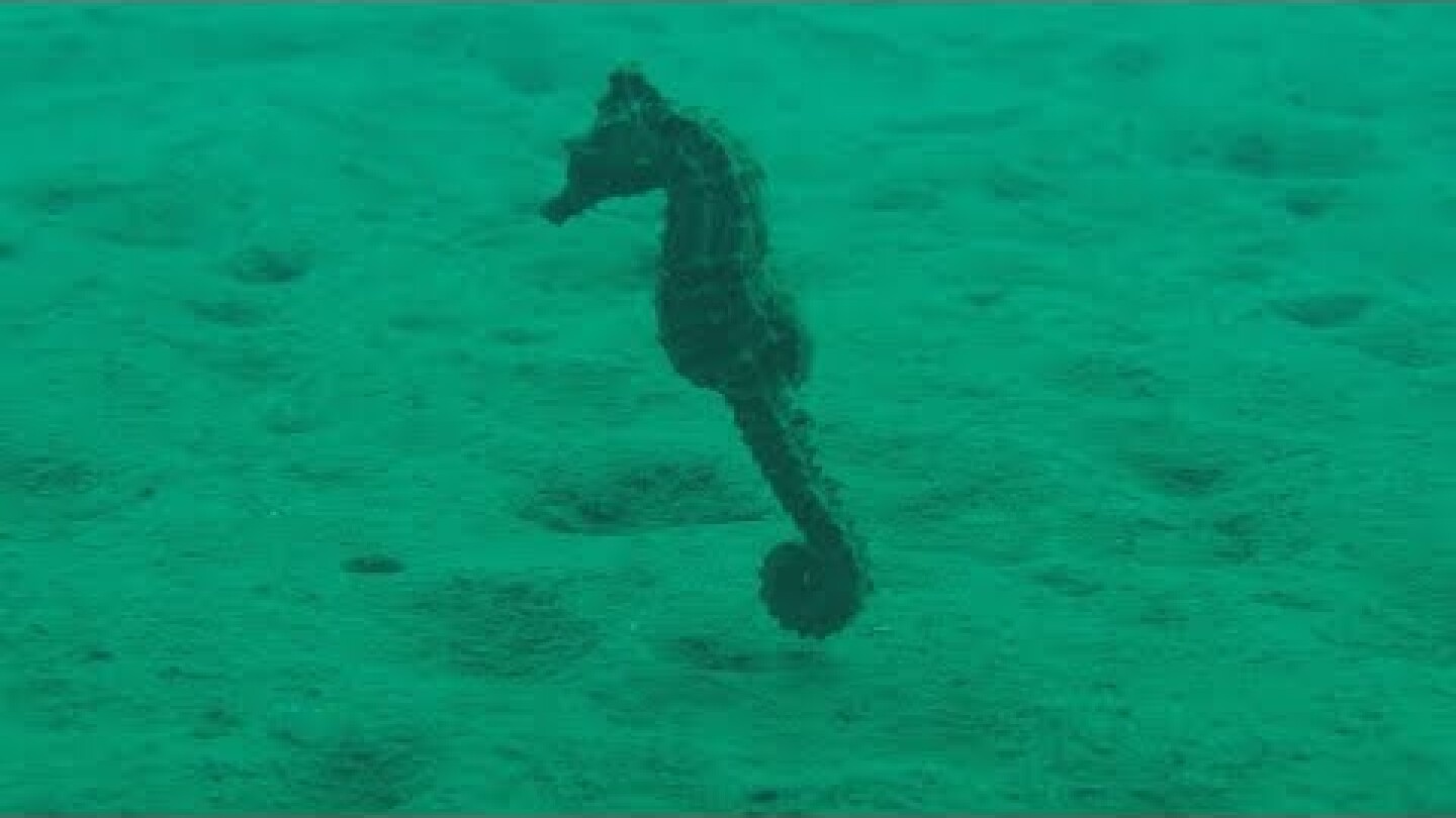 Η σπάνια μόνιμη «αποικία» Ιππόκαμπων στο Στρατώνι Χαλκιδικής