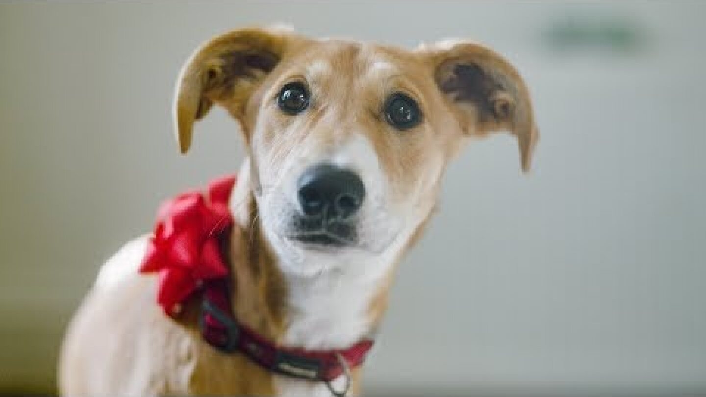 Festive ad with a difference 🐶🎄 A dog is for life, not just for Christmas® | Dogs Trust
