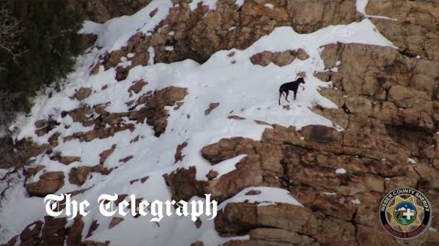 Dog rescued from frozen mountain on Christmas day
