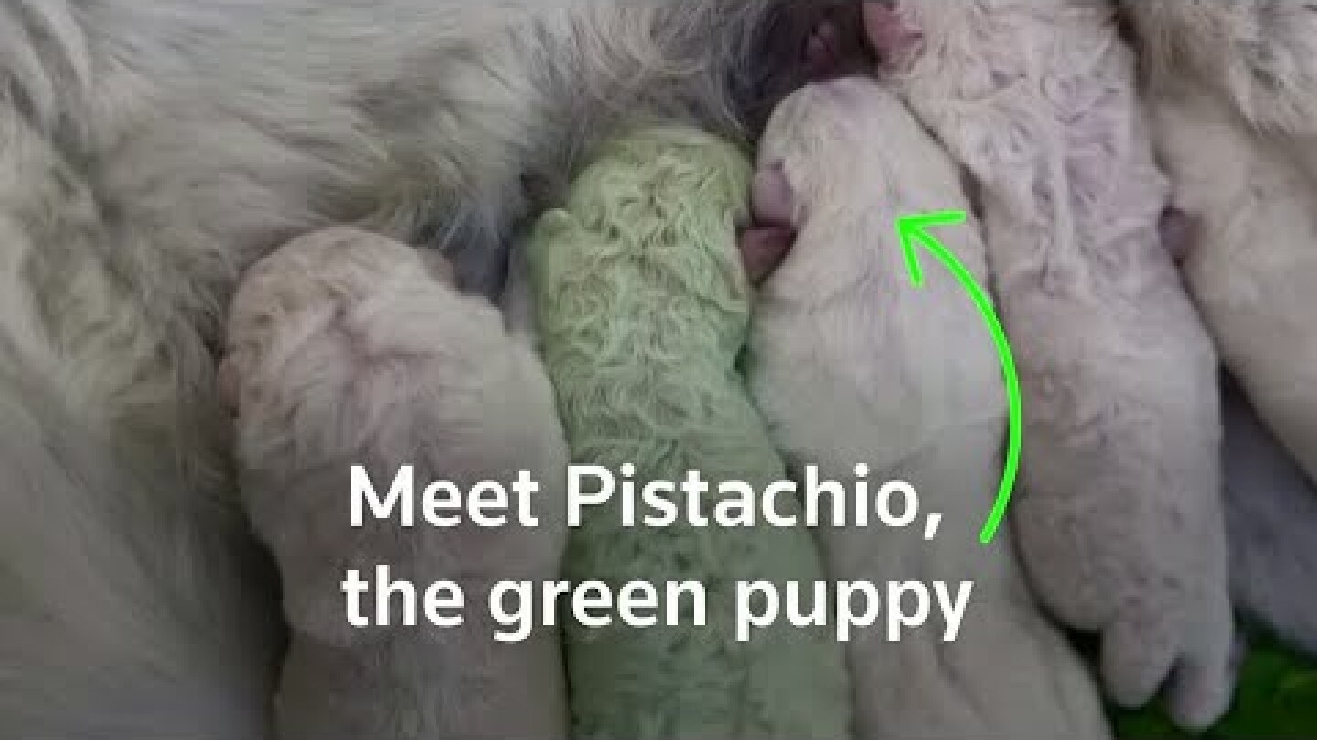 Unfur-gettable: Puppy with green fur born in Sardinia