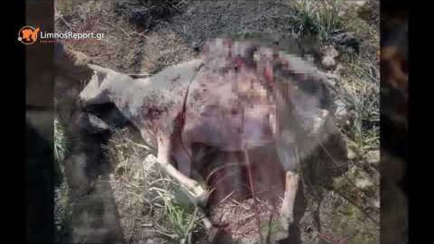 LimnosReport web tv: Κτηνίατρος Δ. Μπουλώτης για τα ελάφια που επιτεθήκαν σε πρόβατα στη Λήμνο