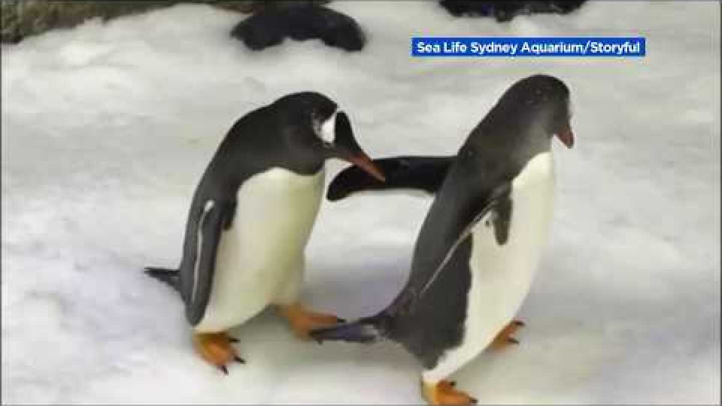 Same-sex penguin couple is first in Australia to nurture foster egg