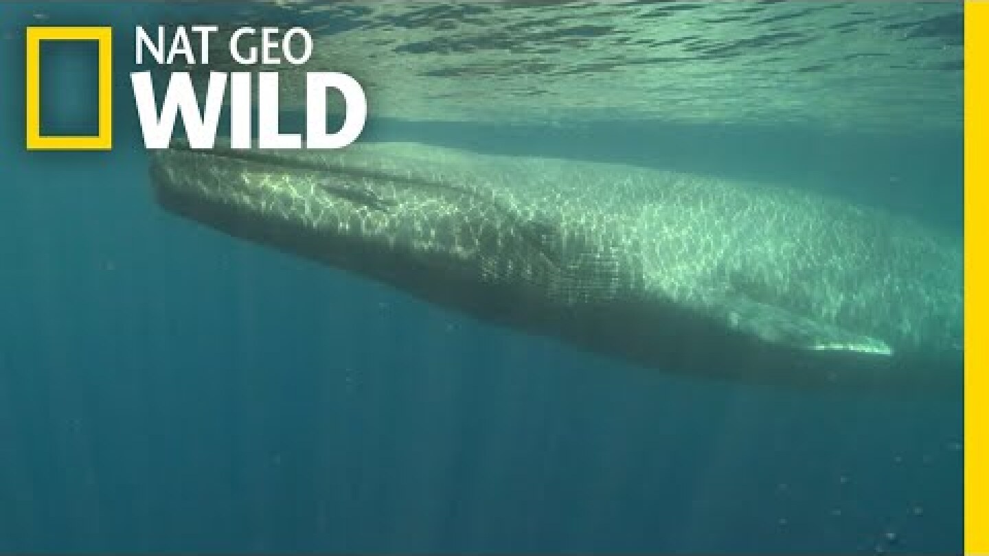 Blue Whales 101 | Nat Geo Wild