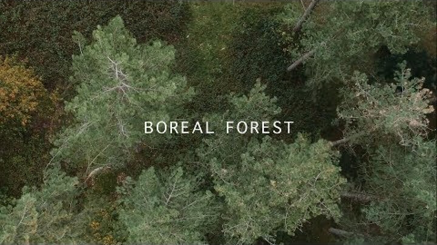 Mammal Hands - Boreal Forest (Official Video) [Gondwana Records]