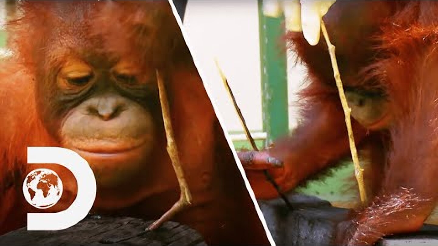 Adorable Moment - Baby Orangutans Figure Out How To Use Tools! | Meet The Orangutans