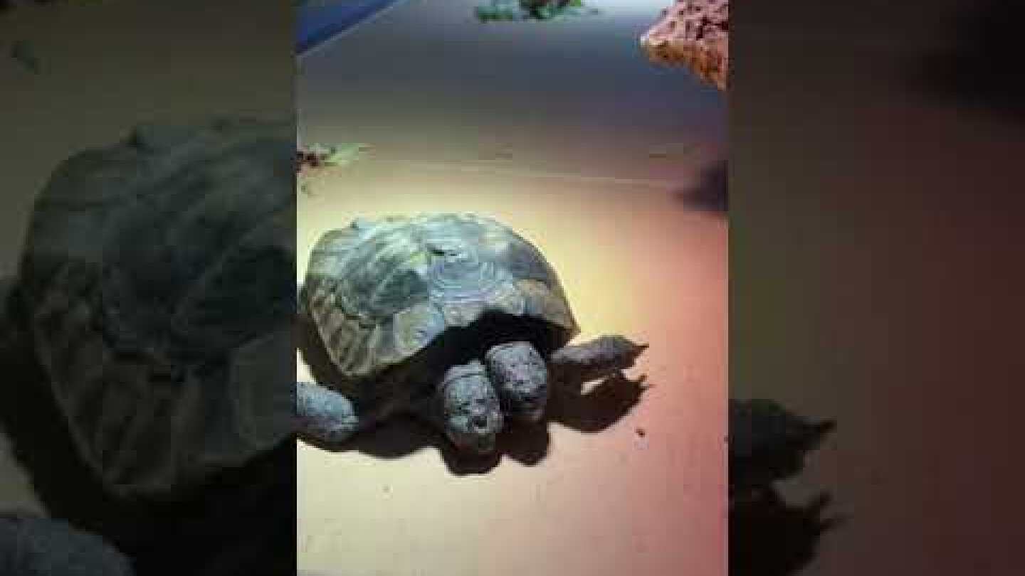 Janus - the 24 yrs old legendary two-headed turtle #shorts #twoheaded #subscribe #trendingshorts