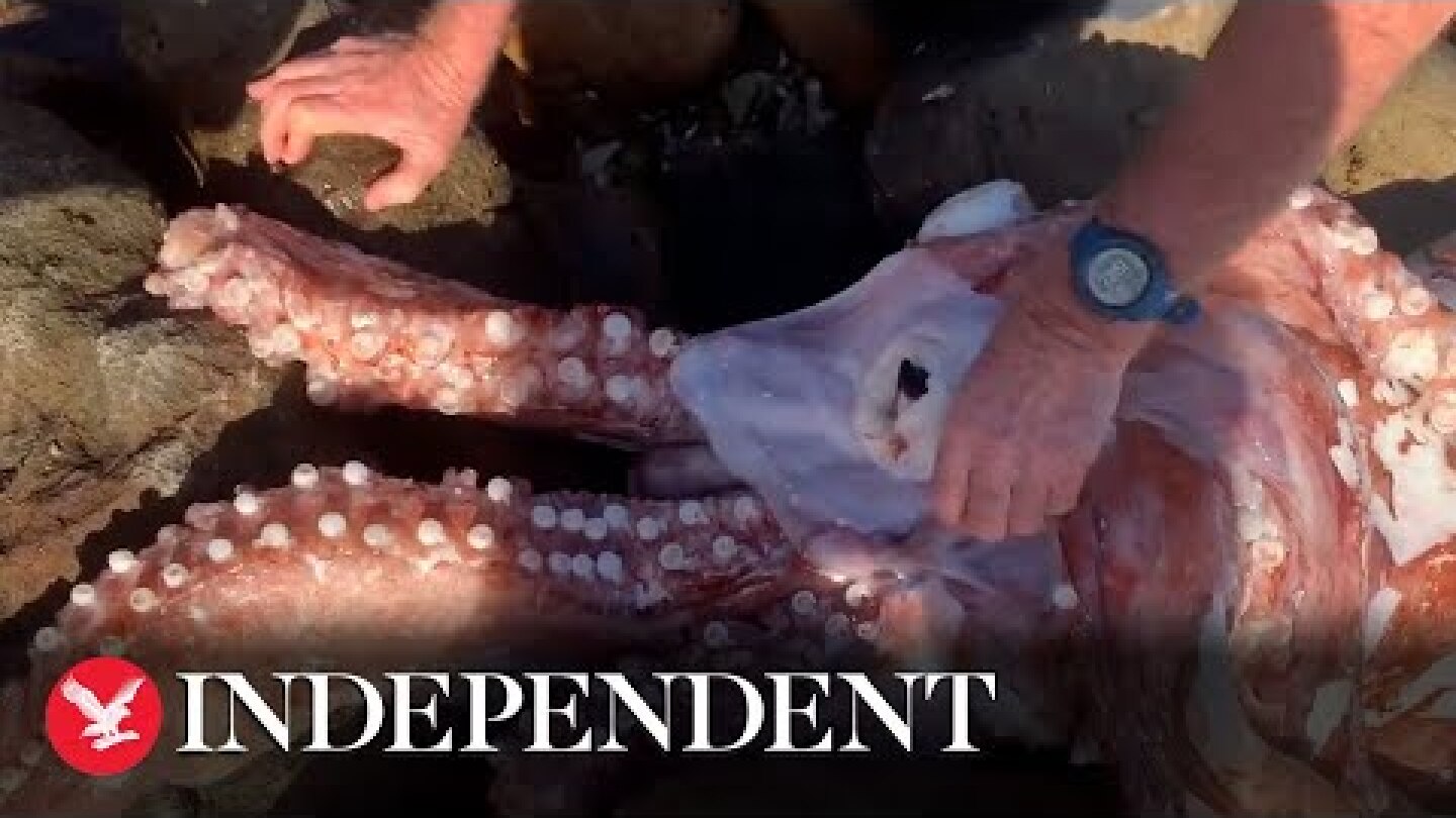 Giant squid with sharp beak washes up dead on South African beach