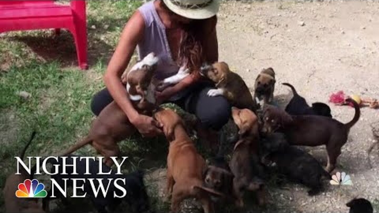 Woman Saves Dozens Of Abandoned Dogs In The Bahamas After Hurricane Dorian | NBC Nightly News
