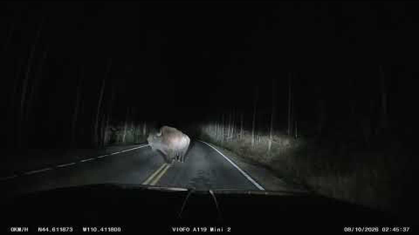 Bison smashes into vehicle in Yellowstone (Video Courtesy Stephen Borgmier)