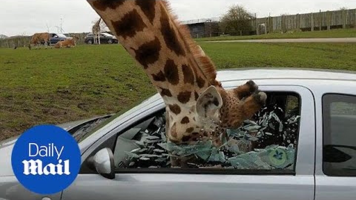 Window shatters on a giraffe's head as animal reached for food - Daily Mail