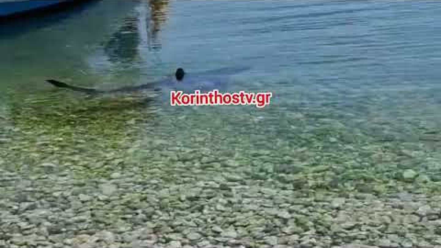 Καρχαρίας στα Λουτρά Ωραίας Ελένης 
