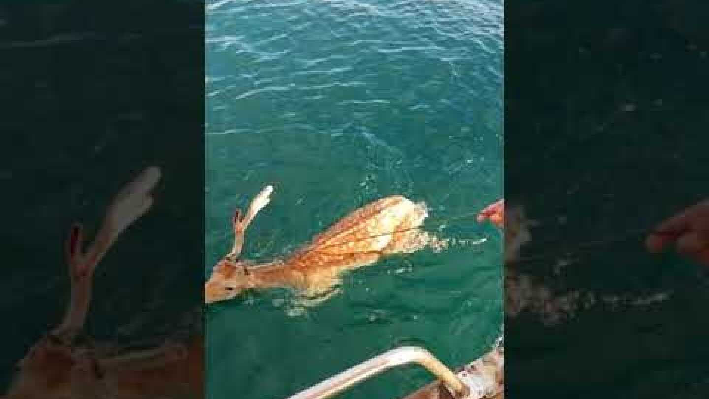 Χαλκιδέος ψαράς ...ψάρεψε ζωντανό ελάφι