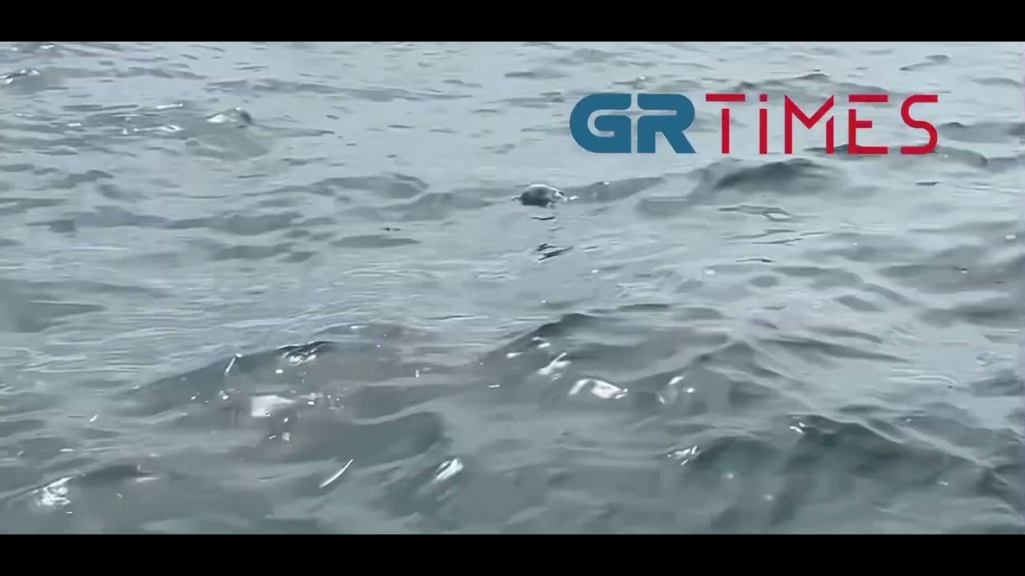 Νεκρά ποντίκια στον Θερμαϊκό