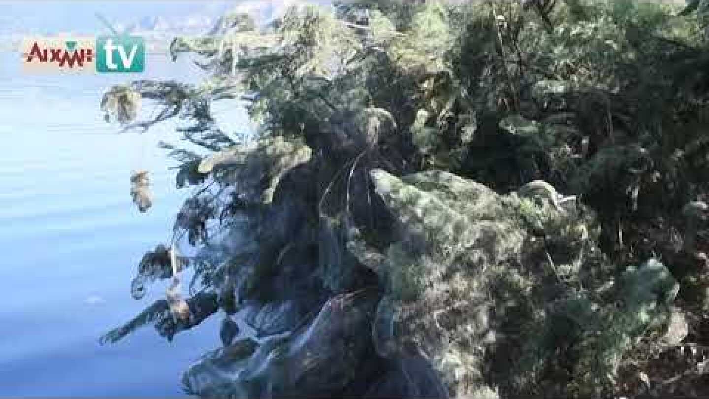 AIXMHTV: Έκαναν την επανεμφάνισή τους οι αράχνες στο Αιτωλικό